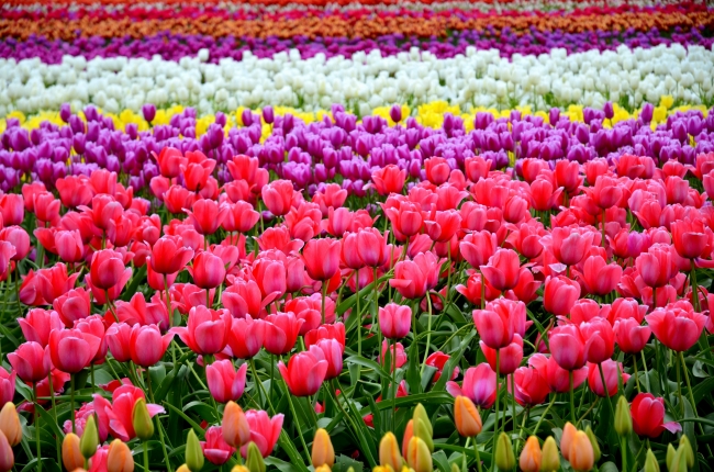 Campo de tulipanes con Leiva Viajes y Turismo