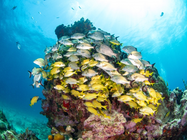 Vacaciones de Invierno en Playa del Carmen 