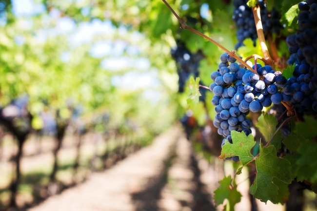 Mendoza en feriado de junio
