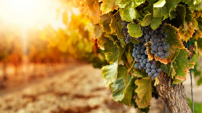 Mendoza en fin de semana largo de agosto