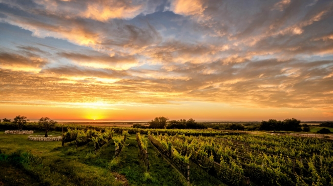 Visita y cena en Bodega BordeRo