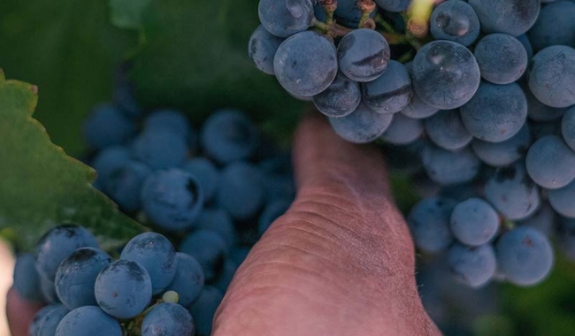 Bodegas Boutique Mendoza. Viaje exclusivo