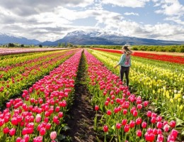 Campo de tulipanes con Leiva Viajes y Turismo