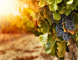 Mendoza en fin de semana largo de agosto